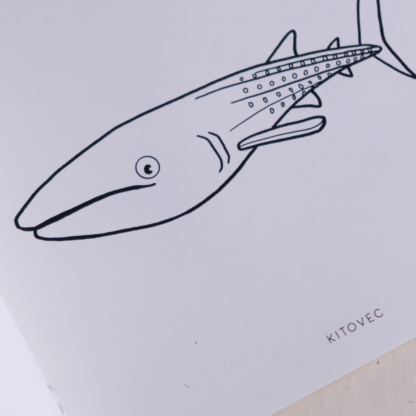 Pobarvanka - Morske živali