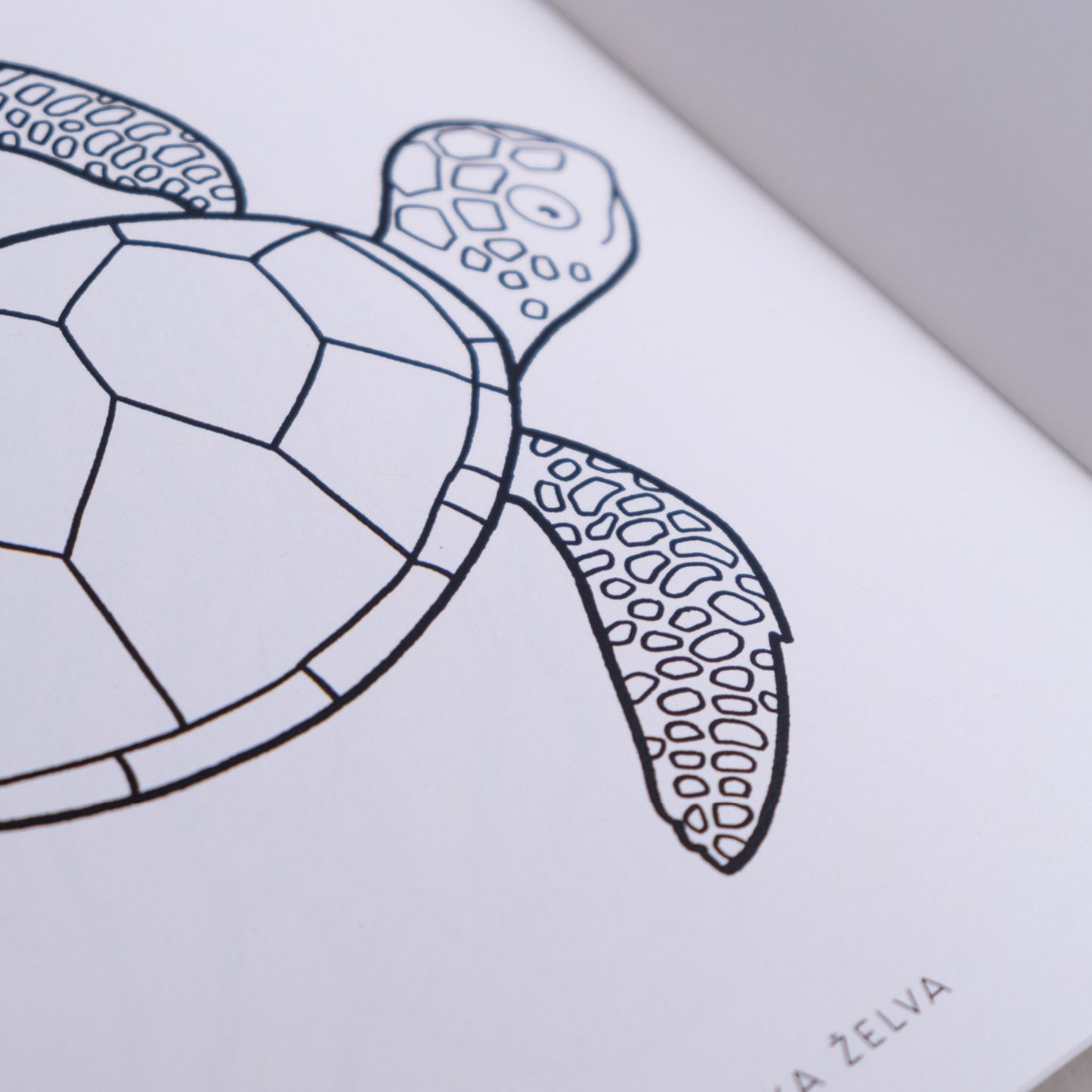 Pobarvanka - Morske živali